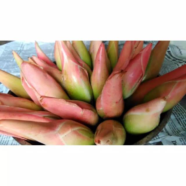 

Terbaik Bunga kecomrang / rombeh / bunga honje organik