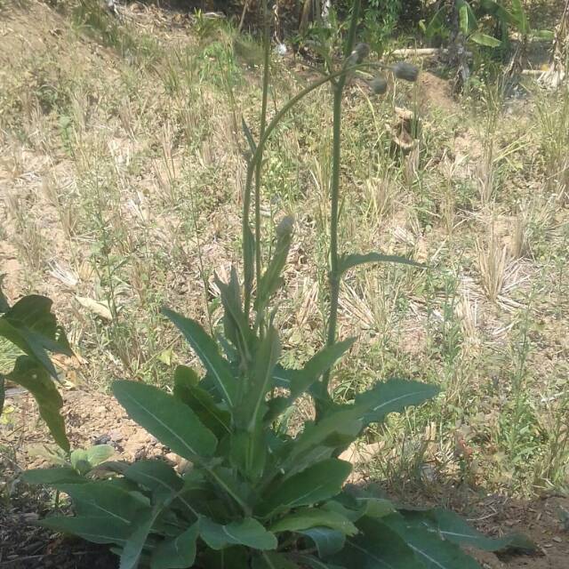 

200 gr daun tempuyung/lokat mala