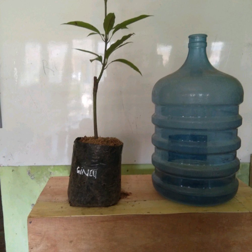 

Mangga Gedong Gincu - Real Picture