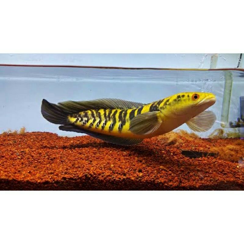 (COD) ikan channa maru yellow centarum(red eye) Channa Ys Ukuran 6-7 cm