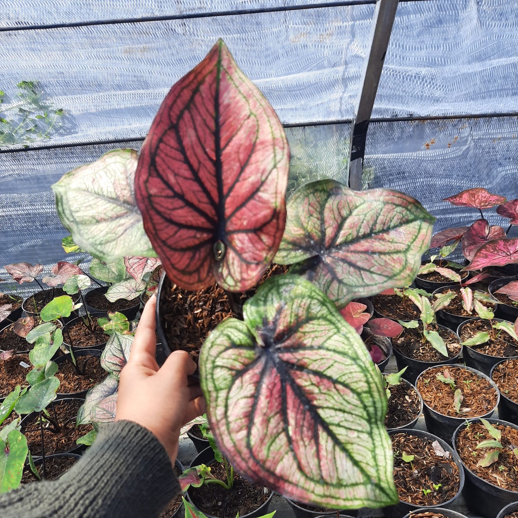 CALADIUM SRIKANDI