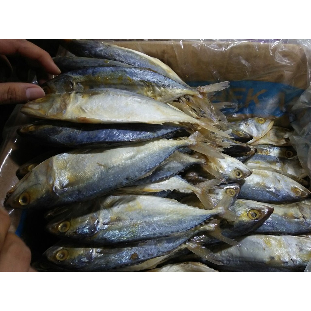 

IKAN ASIN PEDA / IKAN ASIN GEMBUNG / OLEH OLEH MEDAN