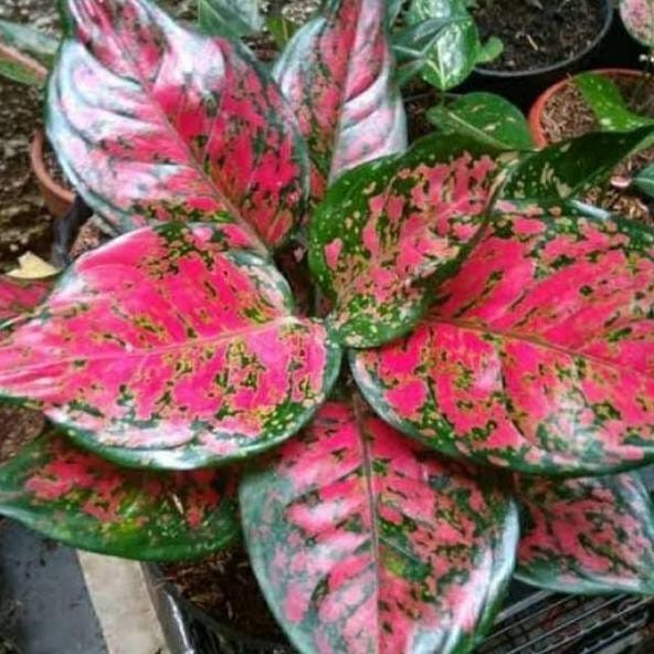 Aglonema Dut Anjamani Termurah Shopee Indonesia Aglonema Dut Anjamani Termurah Shopee Indonesia