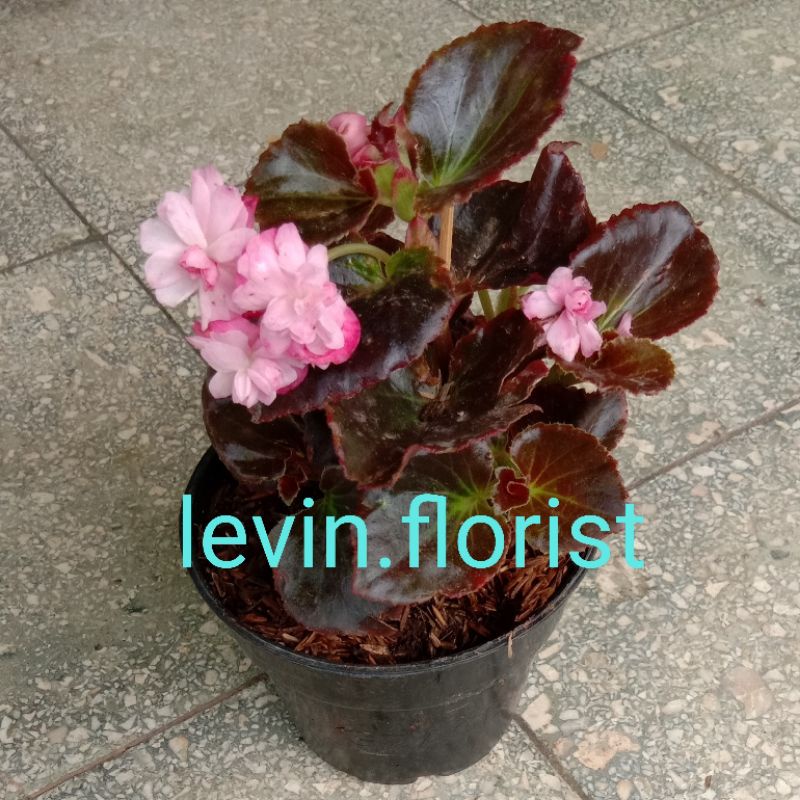 Begonia mawar pink tumpuk / bibit tanaman hias bunga