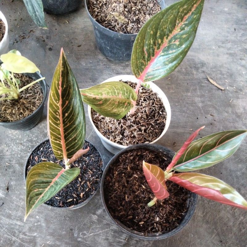 black pos rumpun 3,hot lady, green legacy