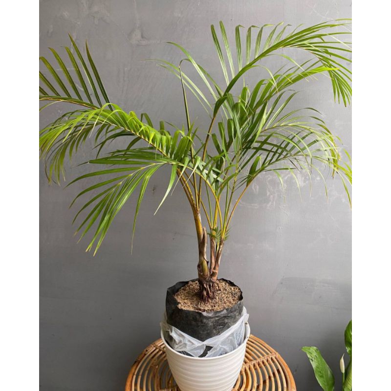 Palem Kuning / Bibit Palem Kuning