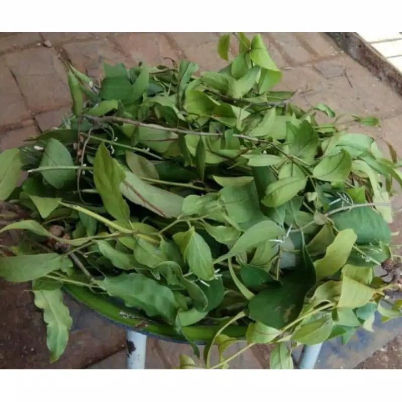 

herbal daun benalu mangga segar 250gram