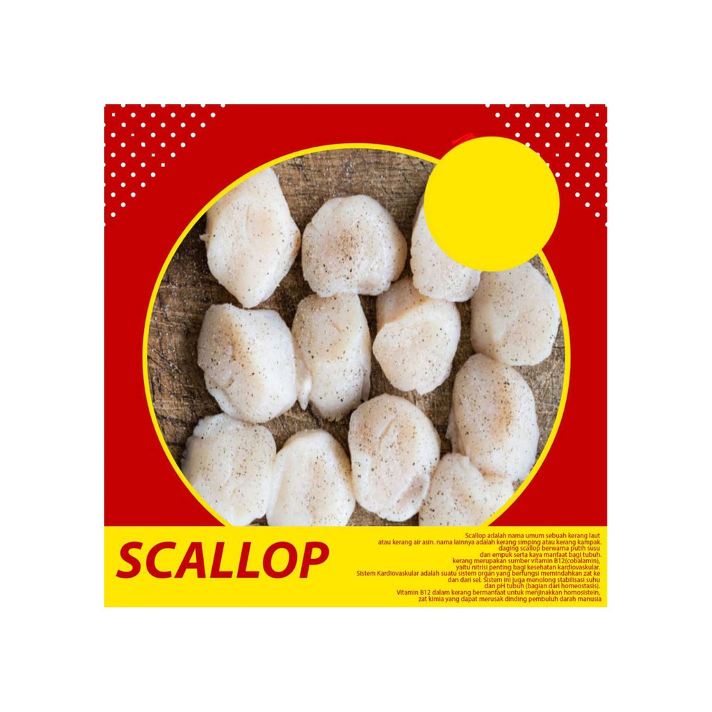 

SCALLOP KERANG KAMPAK