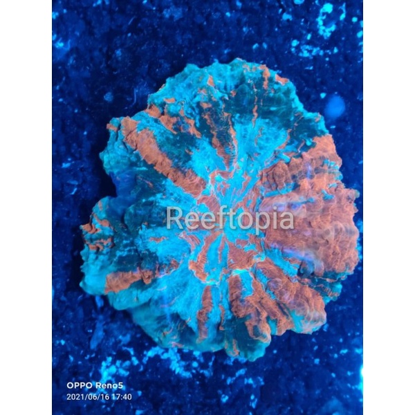 

Donat Poleng Grade A