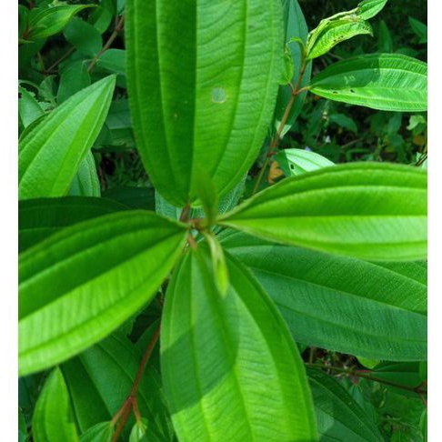 

Daun herbal Senggani Segar 300 gr/daun pohon senggani/tanaman senggani