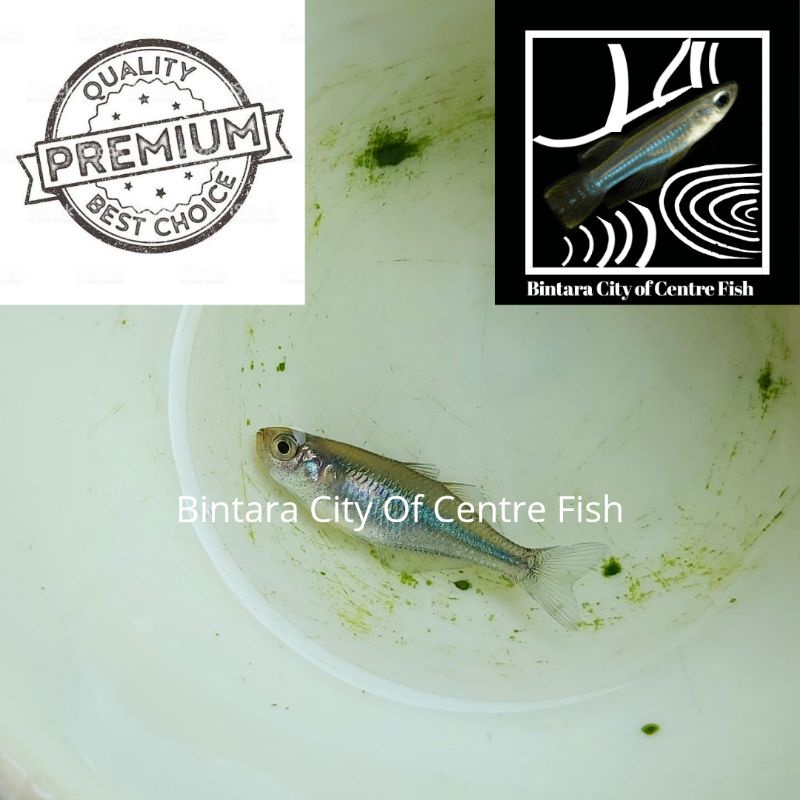 Ikan Rainbow Biru, size 3cm (M), min order 25 ekor