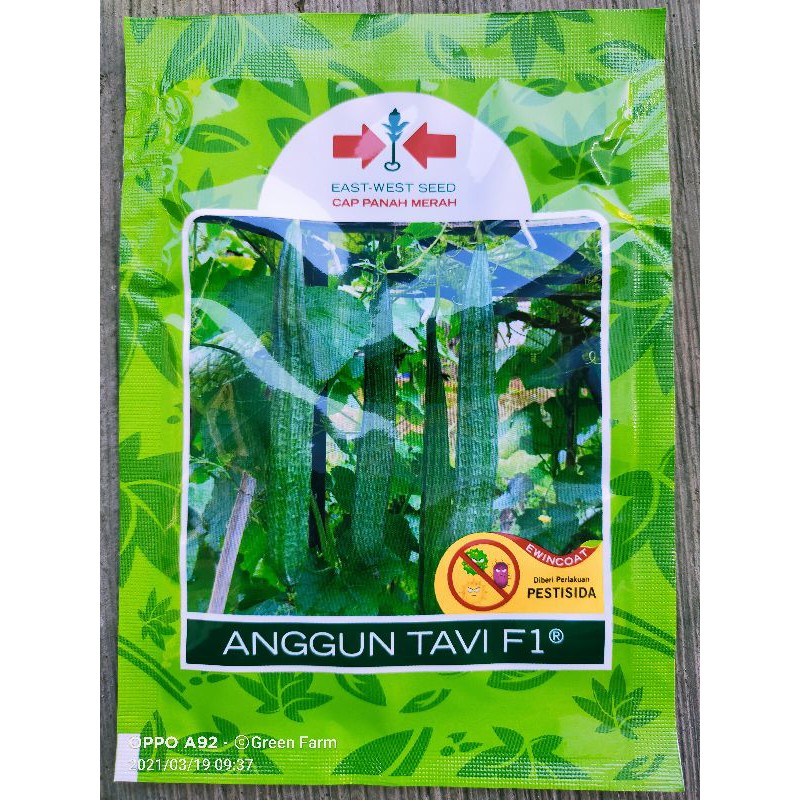 Onyong Anggun Tavi F1 Gambas / Onyong Hibrida Original