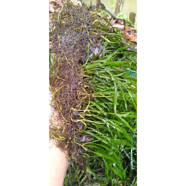 kadaka trident ready perkilo