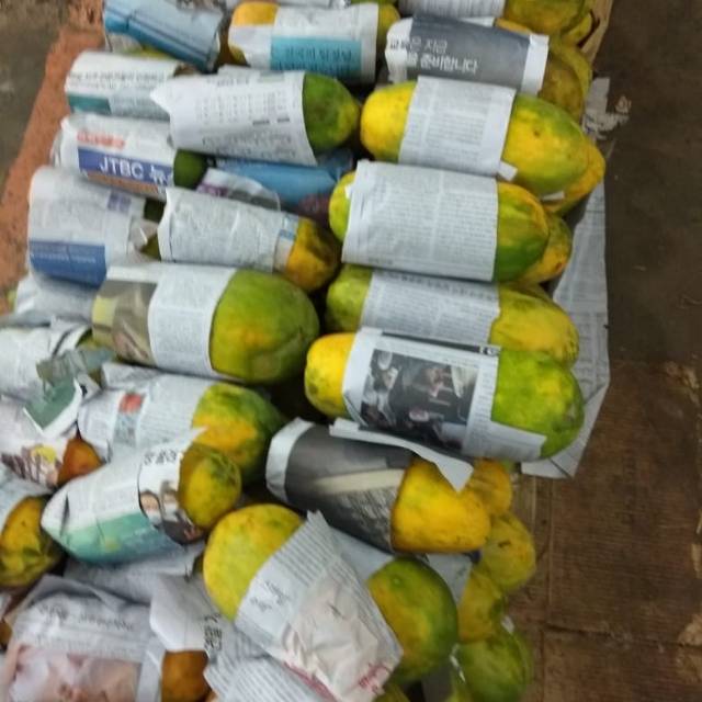 

PEPAYA