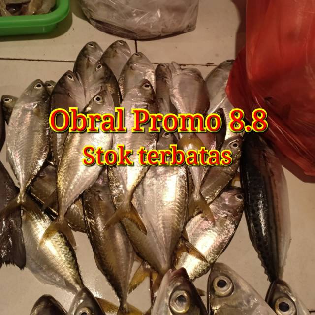 

IKAN KEMBUNG GEPENG SEGAR
