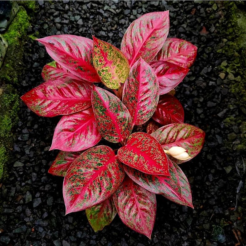 Tanaman Hias Aglonema Aglaonema Red Stardust Mutasi Rumpun