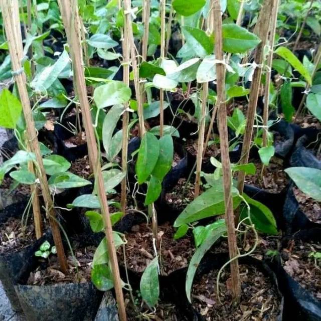 Bibit Taanaman Cincau jelly hujau rambat pohon cingcau