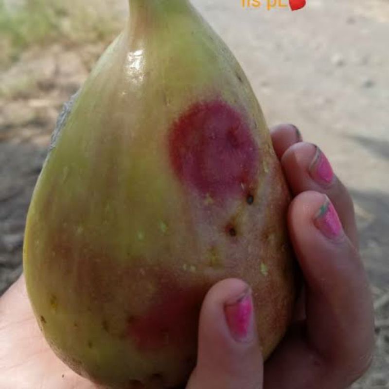 bibit pohon buah tin kuning jumbo jenis LDA yang mudah berbuah