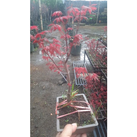 Pohon maple jepang asli