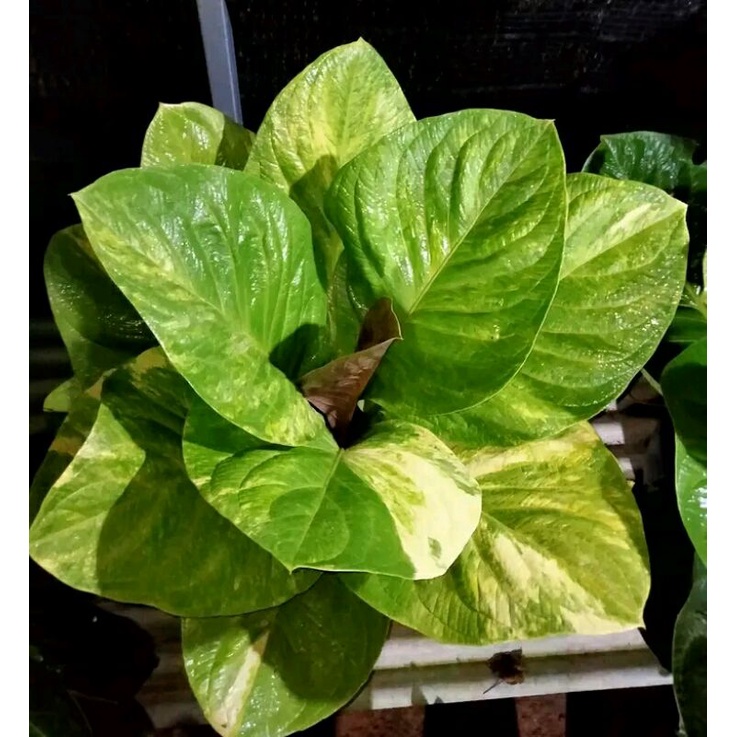 Bibit Jemani Mangkok Varigata | Bibit Jemanii Varigata Mangkuk