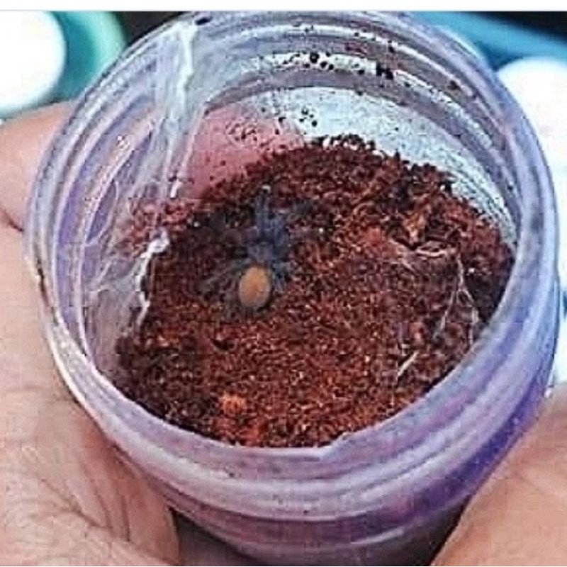 sling tarantula obt uk 2 cm