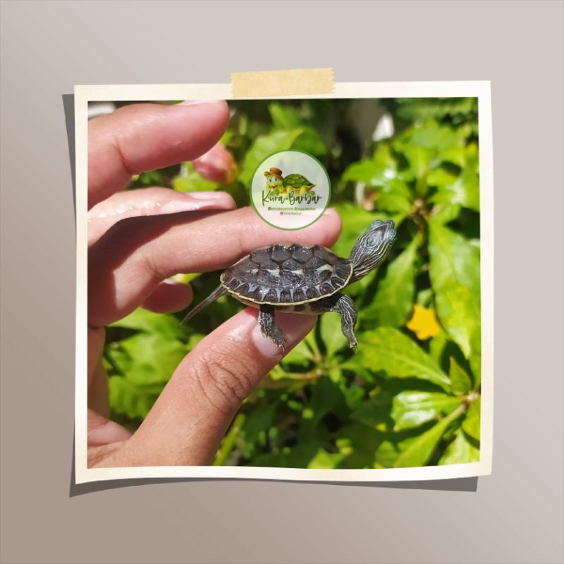 HIASAN TANK - OCADIA SINENSIS