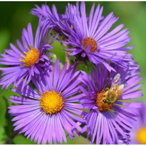 Benih Bibit Biji - Bunga Prairie Aster (Aster tanacetifolia) Flower Seeds - IMPORT