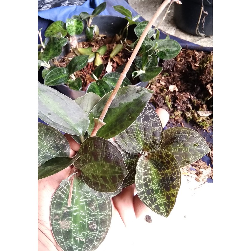 Pupuk Gunting Rumput Tanah Media Tanam Anggrek Tanah Jewel Orchid Macodes Petola Flash Deal Shopee Indonesia