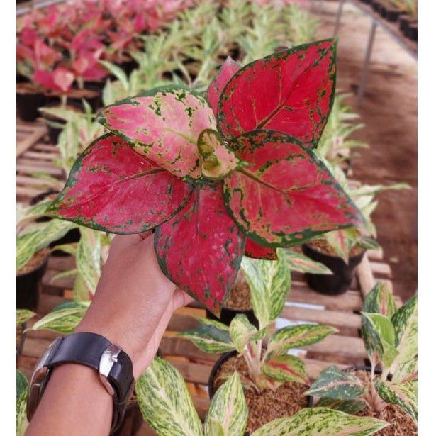 Promo Tanaman Hias Aglonema Red Anjamani tanian Lokal - Aglonema - funtree flower