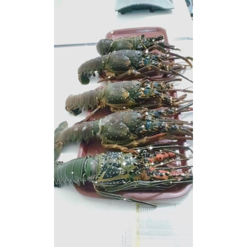 

Lobster Bambu Murah 1kg lebih