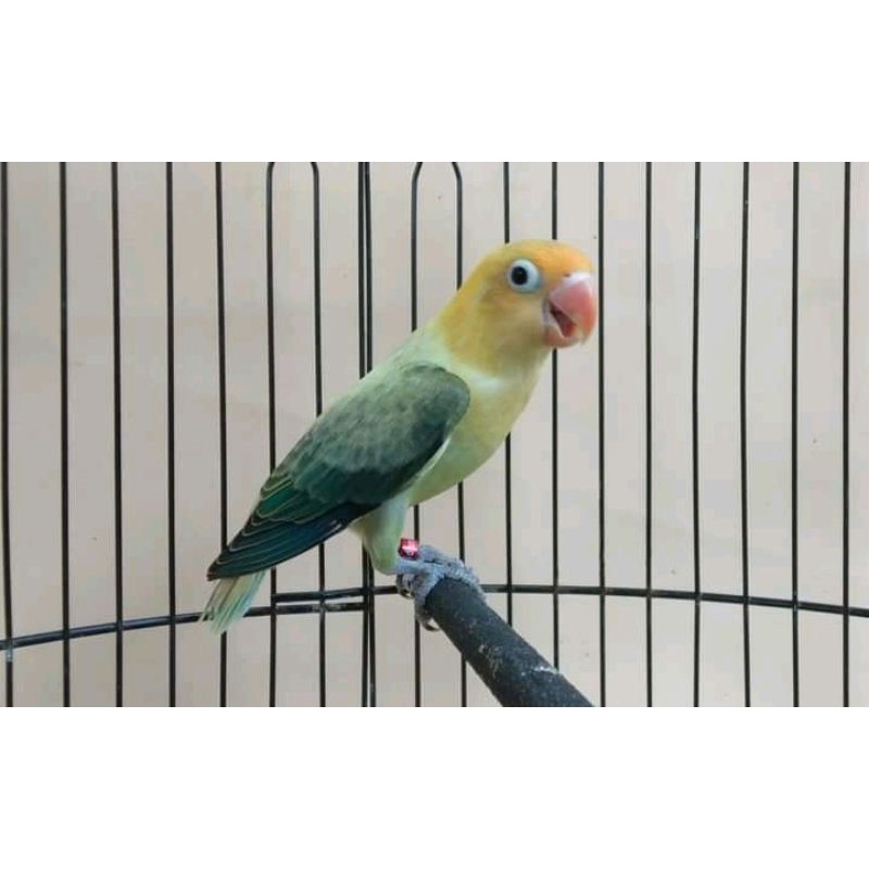 burung Lovebird Biola pb euwing