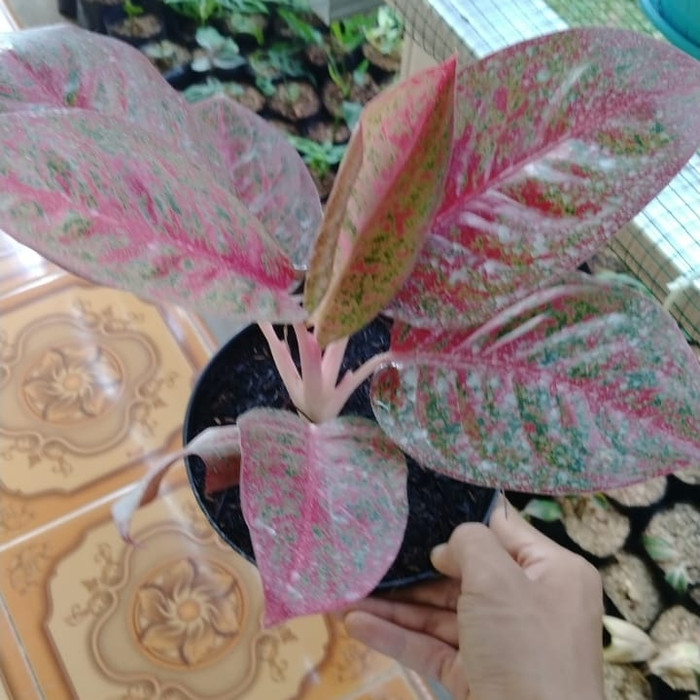 aglonema red stardust - Aglonema merah Siam - Aglonema Red