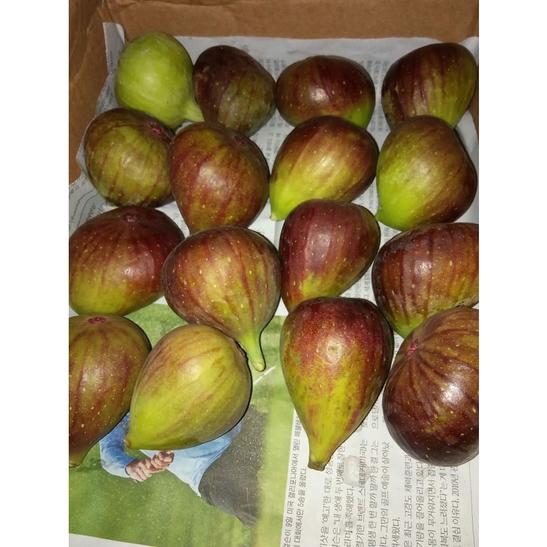 BUAH SEGAR buah tin  fig  ara 1kg fresh siap makan