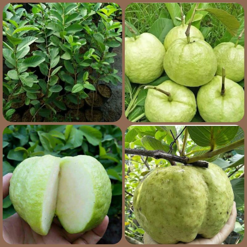 Bibit jeruk Bali jumbo