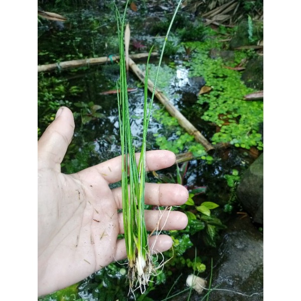 bambu air mini aquascape