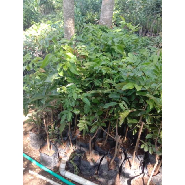 BIBIT BUAH KLENGKENG MATALADA 1 METER SIAP BERBUAH(Siap berbuah)