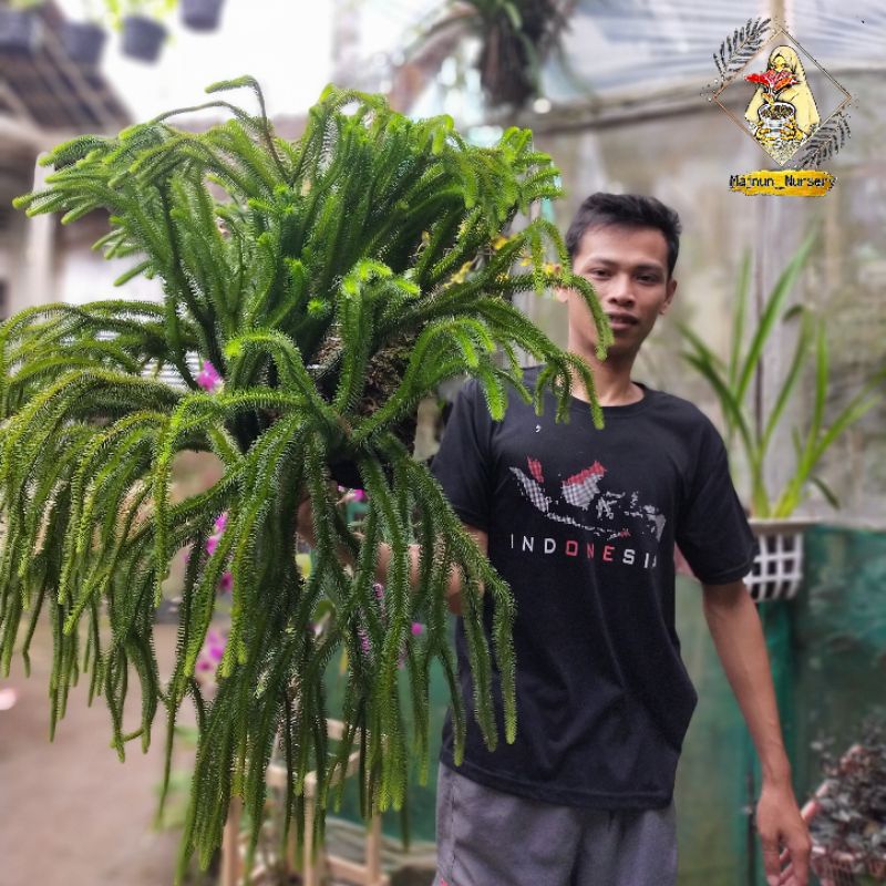 Huperzia Squarrosa , Rumpun Besar , Fern , Huperzia Ekor tupai / ekor monyet , Rumpai