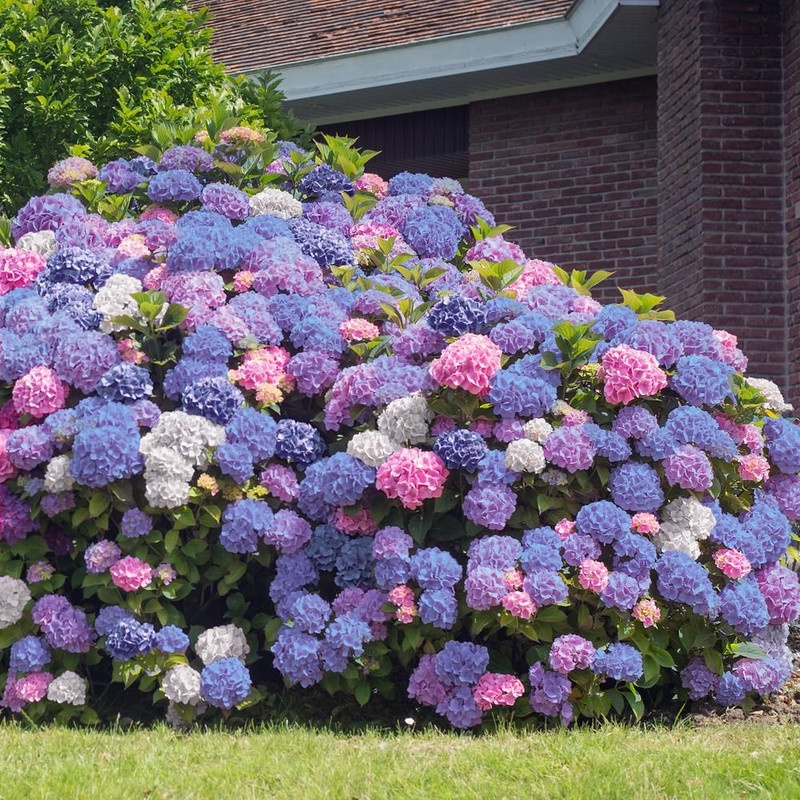 Gratis Bonus - 1 Bibit Benih Bunga Hydrangea Mix