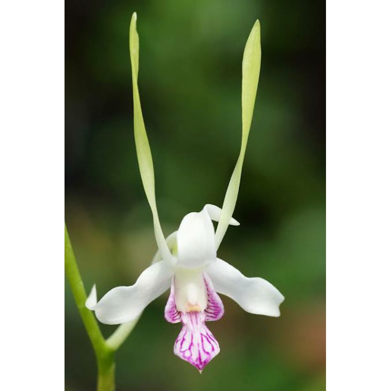 Anggrek Dendrobium Antenatum Pra Dewasa Sp | Dendrobium Plant | Antenatum Sp Plant