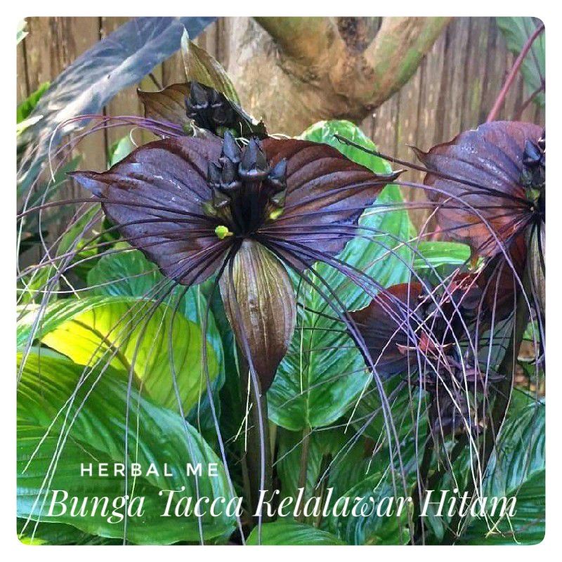 Bibit Bunga Tacca - Anggrek Kelalawar Hitam - Tacca Unik Langka - Tanaman Hias