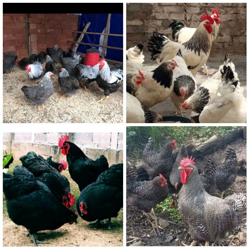 

Promo ramadhan telur ayam kampung unggul fertil/pertil untuk di tetaskan. stock terbatas