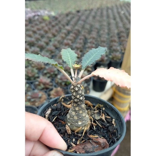 dorstenia