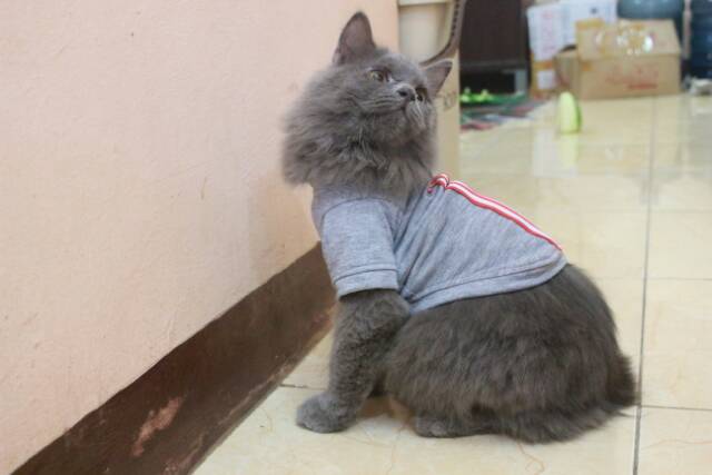 Kaos list merah putih dasar abu-abu untuk kucing dan anjing size S M L XL