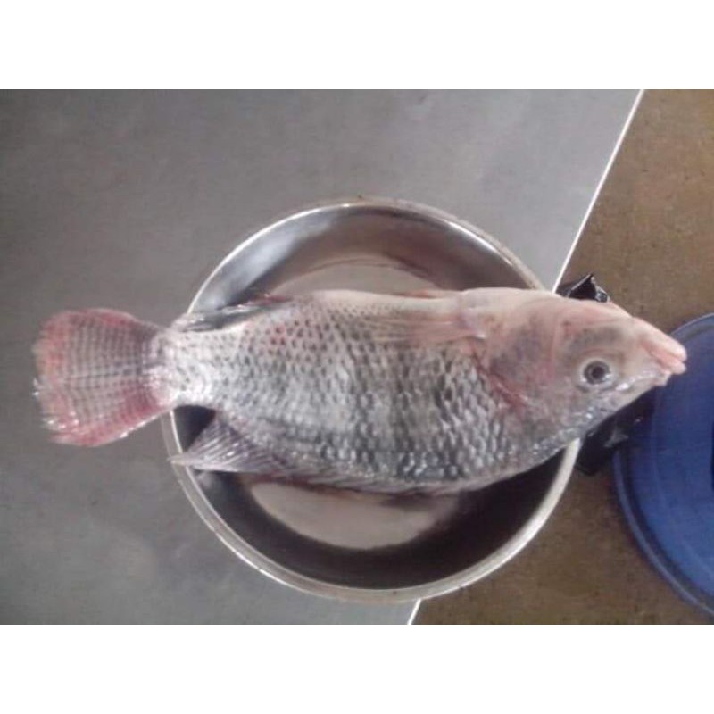 

Ikan Nila Segar 1Kg Size 4