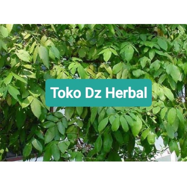 

Daun belimbing segar belimbing manis 200 gram-az