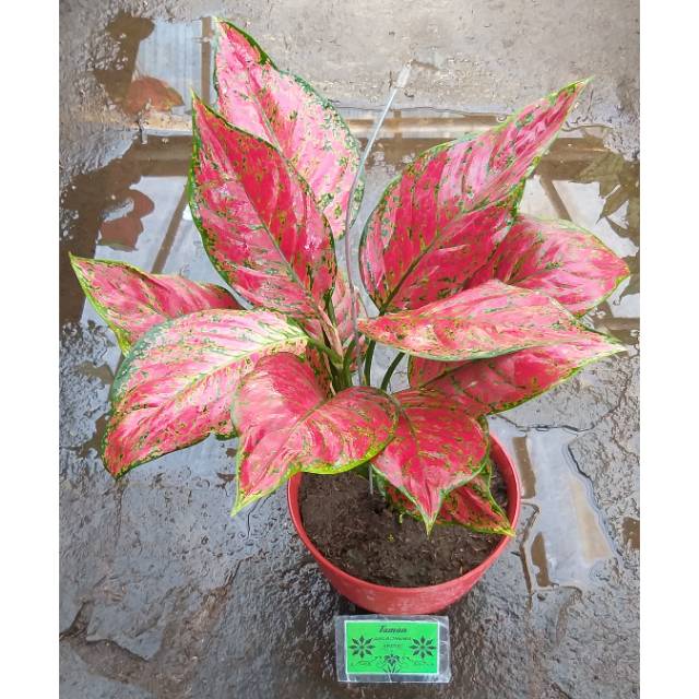 Aglaonema Red king Indukan