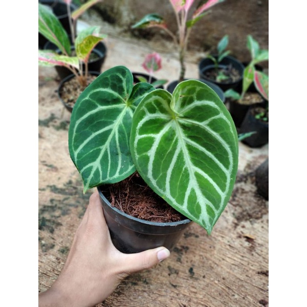 anthurium silver hope/kuping gajah silver hope(real pict) #silverhope #dorayaki #anthuriumhybrid