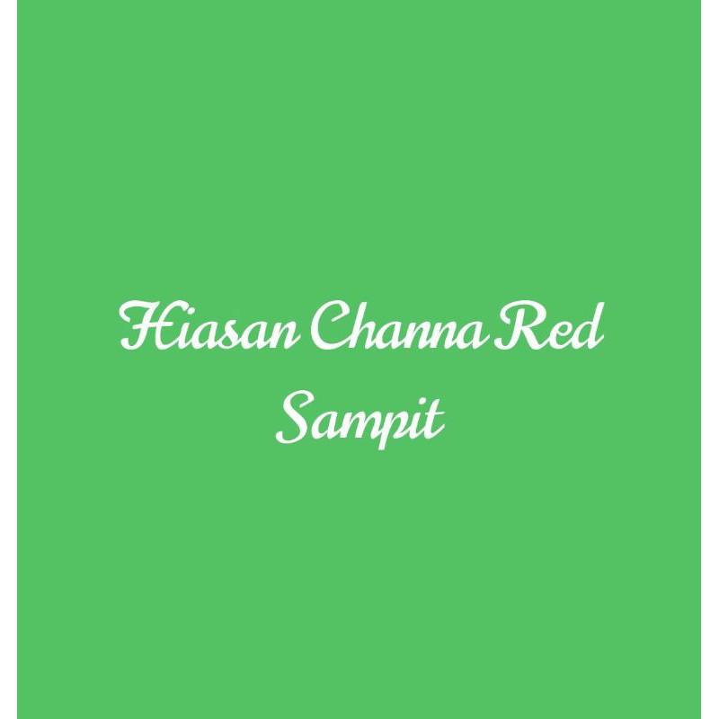 Hiasan Aquarium Channa Marulioides Red Sampit Channa Maru Red Sampit