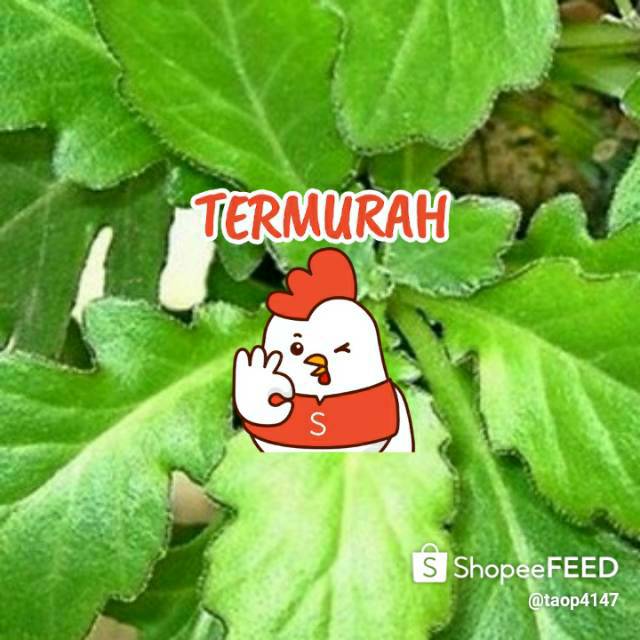 

Daun Dewa Segar langsung petik (harga perlembar)