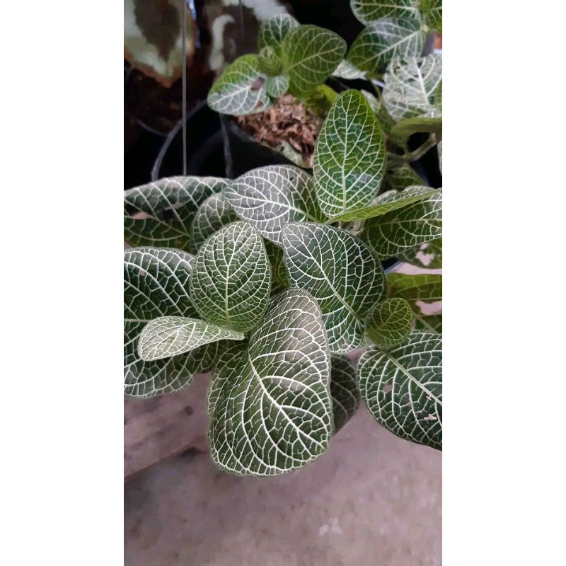 Episia Mutiara - Tanaman Hias Gantung Episia Mutiara